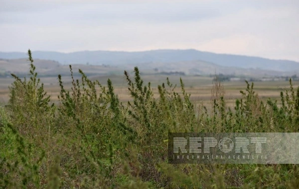 Azad və yaralı Xocalı - REPORTAJ + FOTO